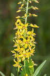 Earth loosestrife